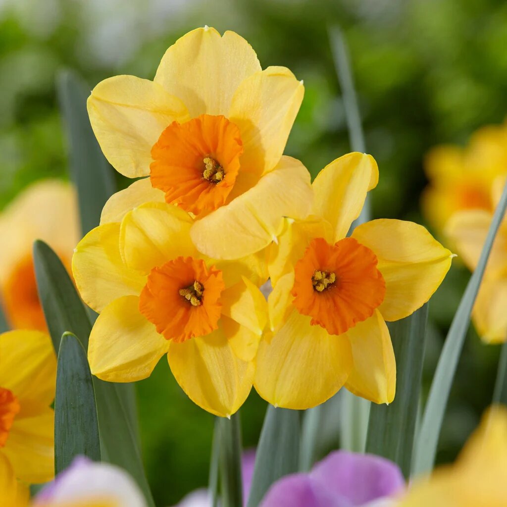 Нарцисс Single Kedron