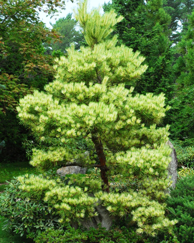 Сосна густоцветковая Окулус Драконис (Pinus densiflora Oculus-draconis)