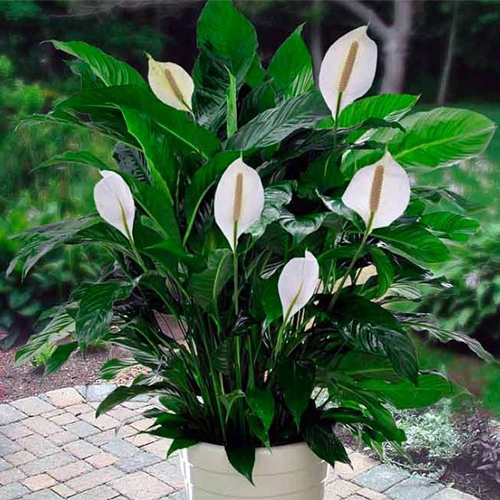Спатифиллум Алана (Spathiphyllum Alana)