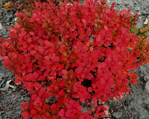Барбарис тунберга Руби Клауд (Berberis thunbergii Ruby Cloud)
