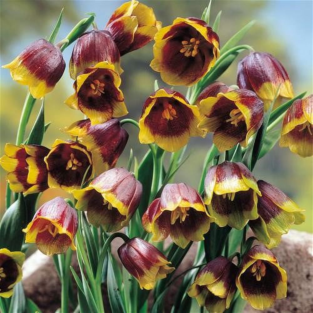 Рябчик ассирийский Ува-Вульпис (Fritillaria Uva-Vulpis) Рябчик ассирийский Ува-Вульпис (Fritillaria Uva-Vulpis)