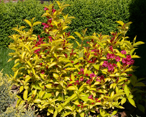 Вейгела цветущая Ауреа (Weigela florida Aurea)