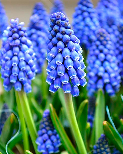 Мускари армянский (Muscari armeniacum)