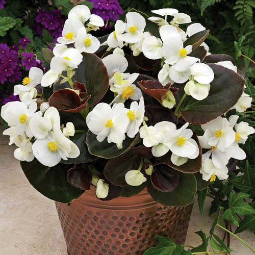 Бегония вечноцветущая бронзоволистная Бада Бум Вайт