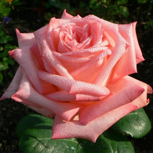 роза Визион