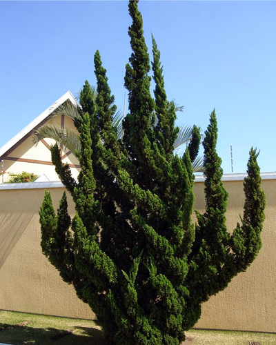 Можжевельник китайский Кайзука (Juniperus chinensis Kaizuka)