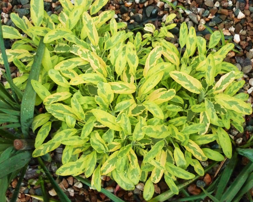 Шалфей лекарственный Иктерина (Salvia officinalis Icterina)