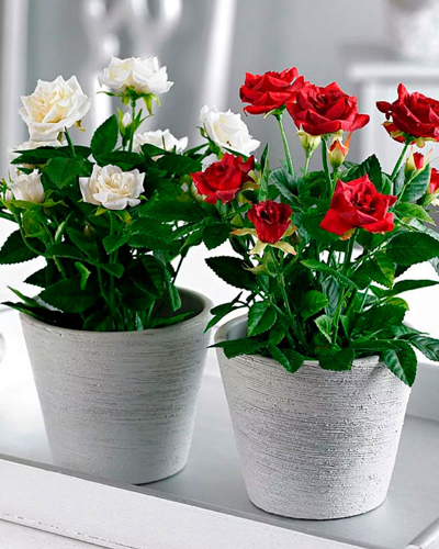 Роза Гибрид Микс