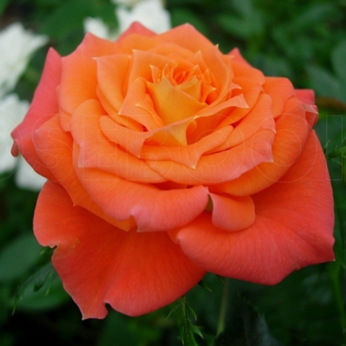 роза Мандариновая Симфония роза Мандариновая Симфония