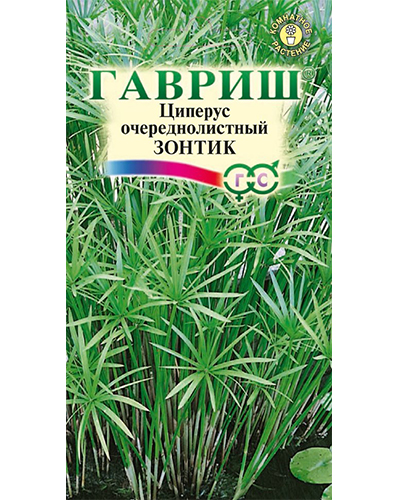 циепрус зонтик