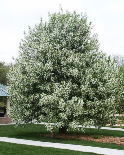 Черемуха обыкновенная (Рadus avium)