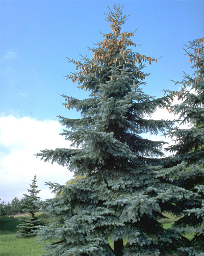 Ель колючая Костер (Picea pungens Koster)