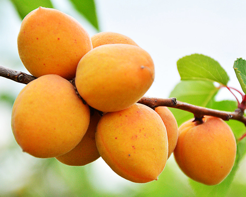 Абрикос Мелитопольский ранний