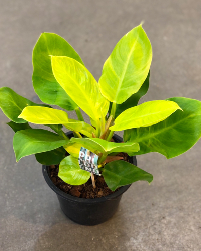 Филодендрон серрата (Philodendron Serratum)