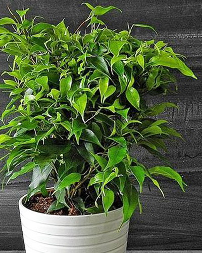Фикус бенджамина Наташа (Ficus benjamina Natasja)