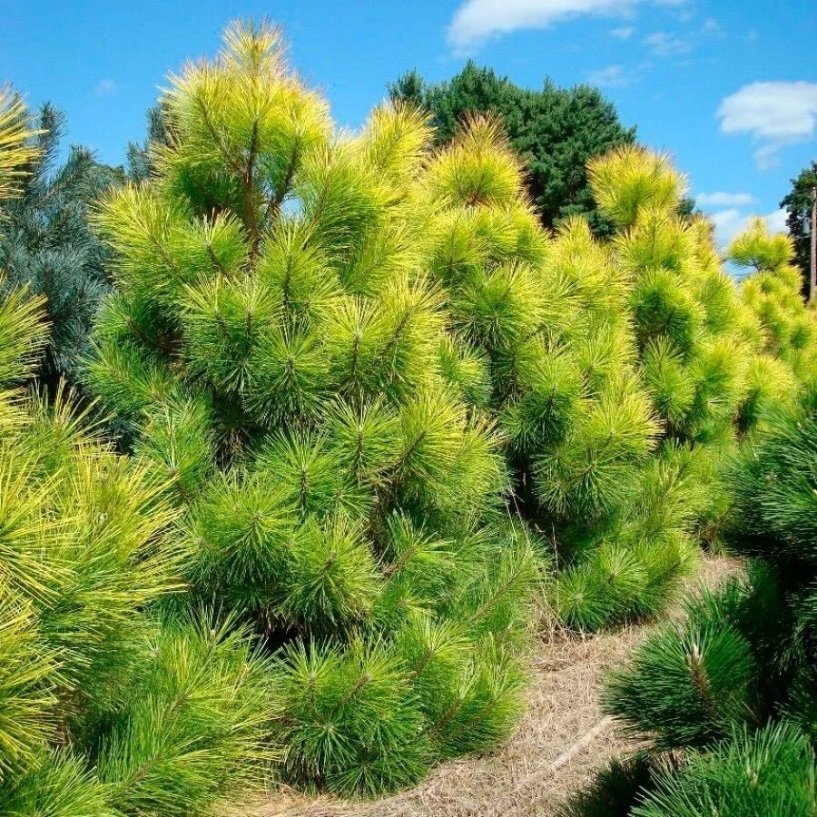 Сосна черная Голдфингер (Pinus nigra Golfinger)