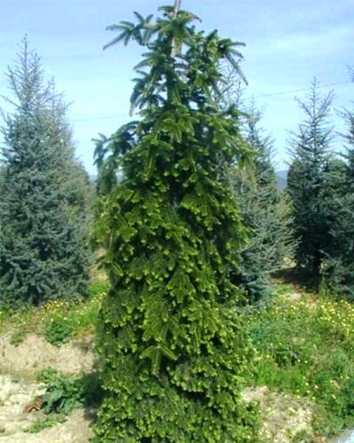 Пихта нордмана Пендула (Abies nordmanniana Pendula) Пихта нордмана Пендула (Abies nordmanniana Pendula)