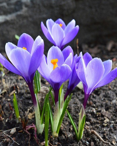 К16 К16