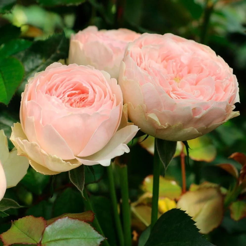 роза Мэнсфилд Парк