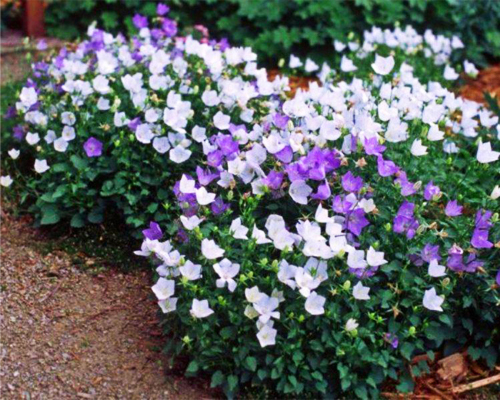 Колокольчик карпатский (Campanula carpatica)