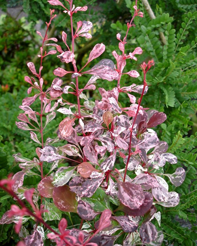 Барбарис тунберга Рози Рокет (Berberis thunbergii Rosy Rocket)