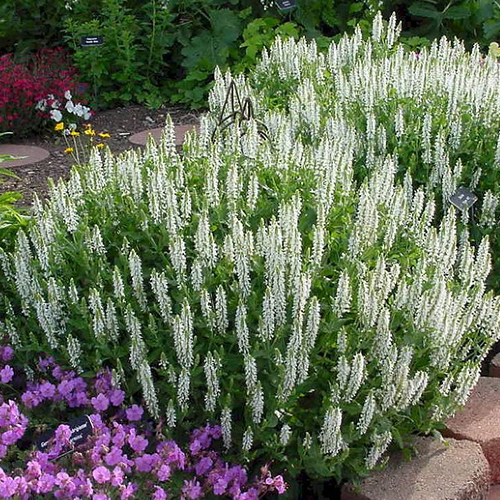 Шалфей дубравный Шнеехугель (Schneehugel)