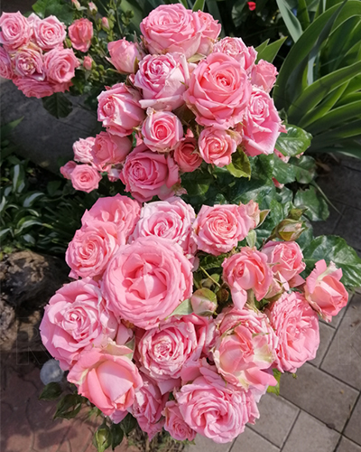 роза Барбадос (Barbados)