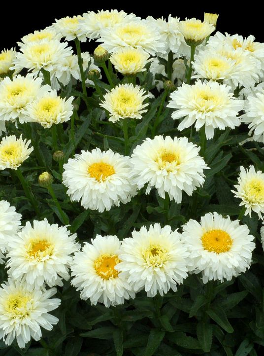 Leucanthemum superbum Macaroon