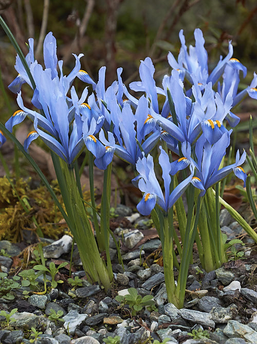 Ирис Reticulata Cantab