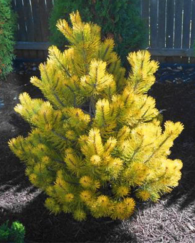 Сосна обыкновенная Голд Коин (Pinus sylvestris Gold Coin)