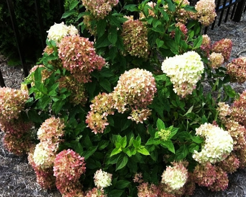 Гортензия метельчатая Перл де Фестиваль (Hydrangea paniculata Perle de Festival) Гортензия метельчатая Перл де Фестиваль (Hydrangea paniculata Perle de Festival)