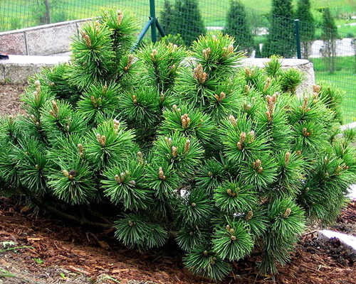 Сосна горная Марч (Pinus mugo March)