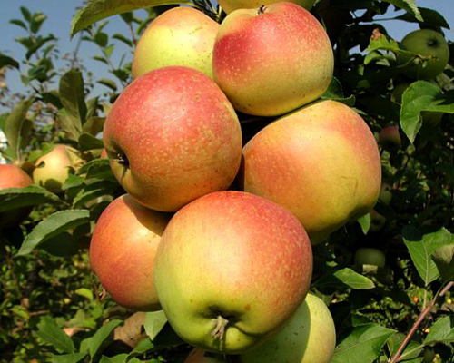 Яблоня Катерина