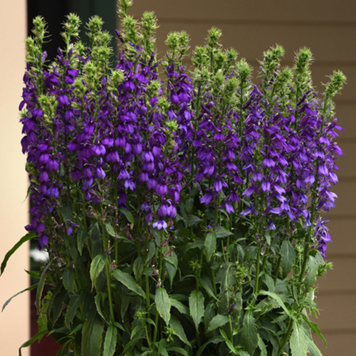 Лобелия прекрасная Старшип Блю (Lobelia speciosa Starship Blue)