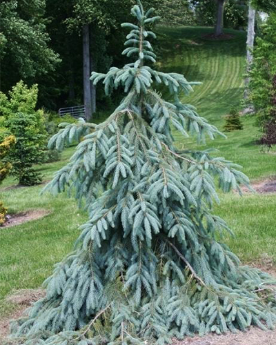 Ель энгельмана Буш Лейс (Picea engelmannii Bush Lace)