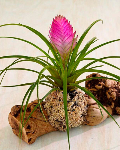 Тилландсия Жози (Tillandsia Josie)