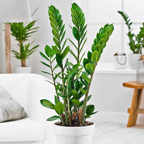 Замиокулькас Замифолия (Zamioculcas zamiifolia)