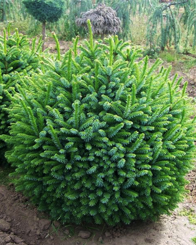 Ель сербская Карел (Picea omorika Karel)