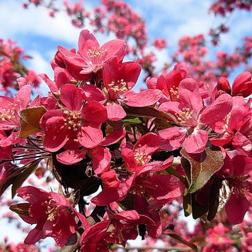 Яблоня райская Недзвецкого