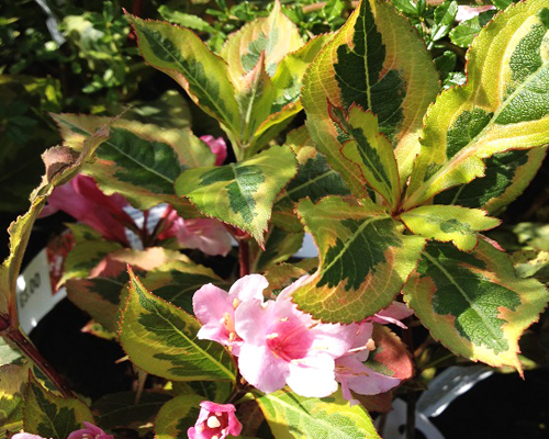 Вейгела цветущая Меджикал Рейнбоу (Weigela florida Magical Rainbow)