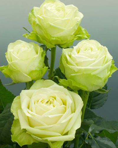 роза Грин Романтика (Green Romantica)