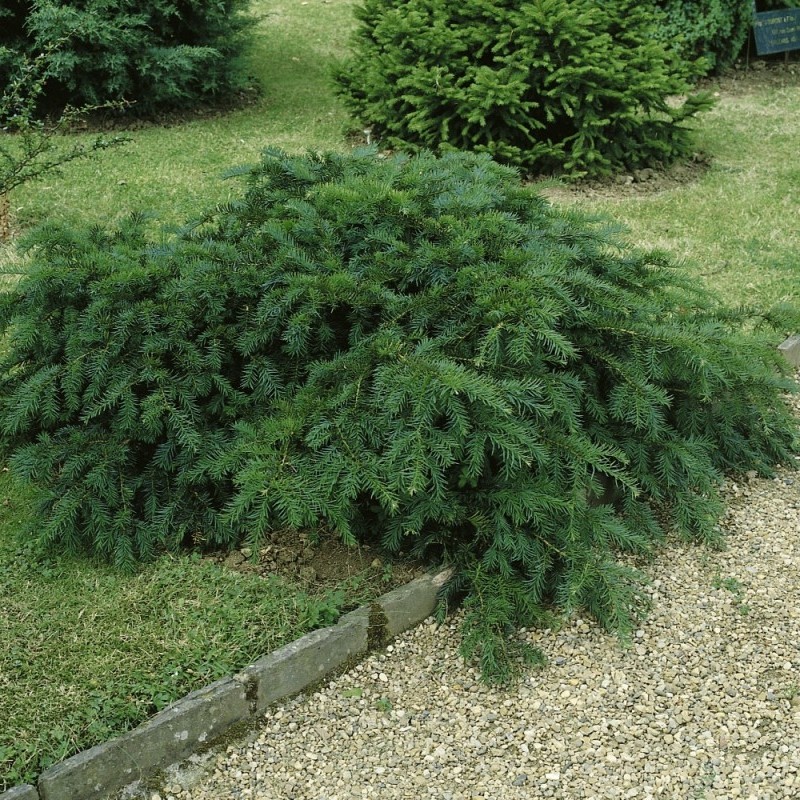 Тис ягодный Репанденс (Taxus baccata Repandens)
