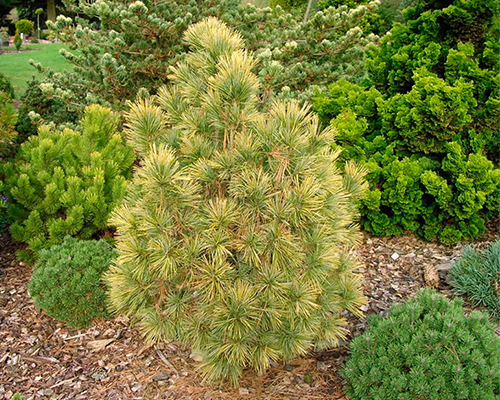 Сосна кедровая Ауреовариегата (Pinus cembra Aureovariegata)