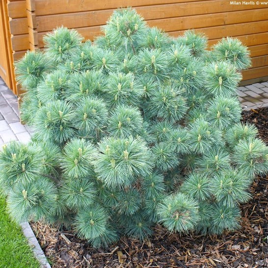 Pinus strobus Macopin