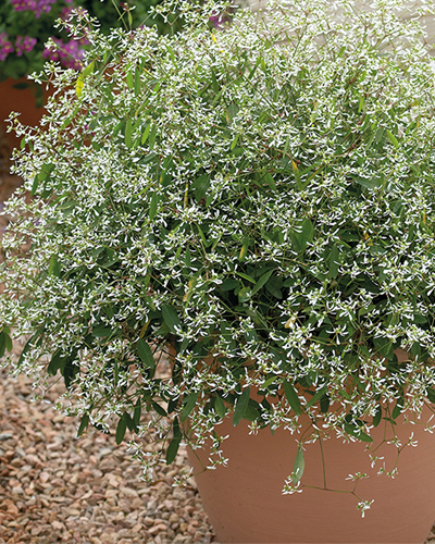 Эуфорбия злаковидная Глитц  (Euphorbia graminea Glitz)