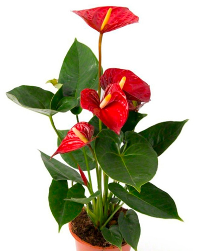 Антуриум Андре Мадурал (Anthurium аndreanum Madural)