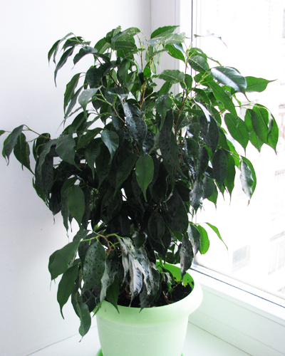 Фикус бенджамина Даниель (Ficus benjamina Danielle)