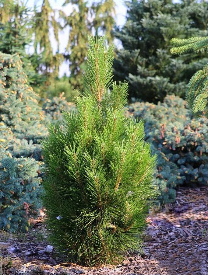 Сосна черная Кляйнер Турм (Pinus nigra Kleiner Turm)