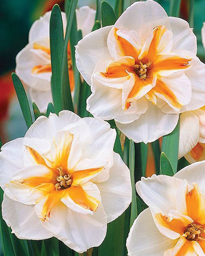 Нарцисс Split Delta