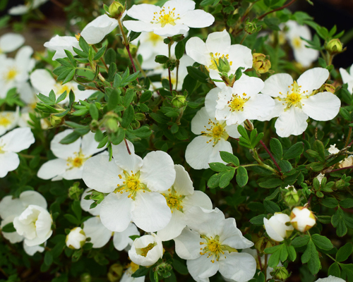 Лапчатка кустарниковая Абботсвуд (Potentilla fruticosa Abbotswood)